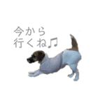 わんにゃんスタンプ〜日常〜（個別スタンプ：12）