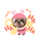 シーズー♡もにか①（個別スタンプ：3）