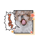 シーズー♡もにか①（個別スタンプ：4）