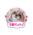 シーズー♡もにか①（個別スタンプ：6）