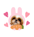 シーズー♡もにか①（個別スタンプ：8）