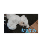 w 2021（個別スタンプ：2）