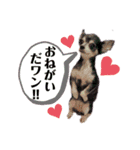 近藤家孫＆クゥちゃん（個別スタンプ：27）