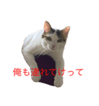 ごきげんハル氏（個別スタンプ：3）