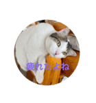ごきげんハル氏（個別スタンプ：8）