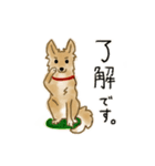 雑種犬のまめ（個別スタンプ：4）