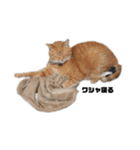 猫が喋れば幸せな日々（個別スタンプ：1）