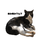 猫が喋れば幸せな日々（個別スタンプ：2）