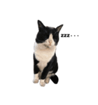 猫が喋れば幸せな日々（個別スタンプ：4）