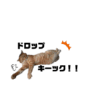 猫が喋れば幸せな日々（個別スタンプ：5）