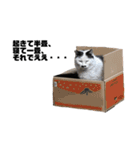 猫が喋れば幸せな日々（個別スタンプ：6）