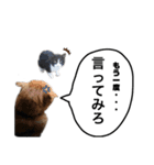 猫が喋れば幸せな日々（個別スタンプ：7）