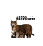 猫が喋れば幸せな日々（個別スタンプ：8）