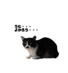 猫が喋れば幸せな日々（個別スタンプ：10）