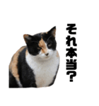 猫が喋れば幸せな日々（個別スタンプ：11）