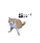 猫が喋れば幸せな日々（個別スタンプ：12）