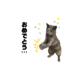 猫が喋れば幸せな日々（個別スタンプ：14）