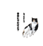 猫が喋れば幸せな日々（個別スタンプ：17）