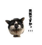 猫が喋れば幸せな日々（個別スタンプ：19）