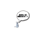 猫が喋れば幸せな日々（個別スタンプ：21）