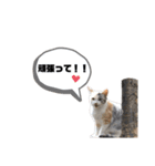 猫が喋れば幸せな日々（個別スタンプ：22）