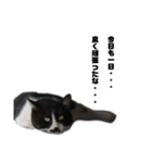 猫が喋れば幸せな日々（個別スタンプ：23）