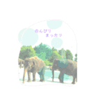 動物達のかわいいおしゃべり（個別スタンプ：7）
