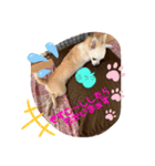暴れん坊レオ⓶（個別スタンプ：2）
