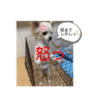 暴れん坊レオ⓶（個別スタンプ：4）