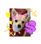 暴れん坊レオ⓶（個別スタンプ：6）