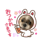 シーズーのNANAちゃま♡日常②（個別スタンプ：1）