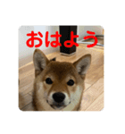 チョコスタンプ__1（個別スタンプ：1）