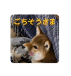 チョコスタンプ__1（個別スタンプ：4）