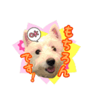 ウエスティ 蓮 のニコニコスタンプ 2（個別スタンプ：8）