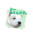 ウエスティ 蓮 のニコニコスタンプ 2（個別スタンプ：16）
