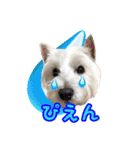 ウエスティ 蓮 のニコニコスタンプ 2（個別スタンプ：17）