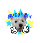 ウエスティ 蓮 のニコニコスタンプ 2（個別スタンプ：19）