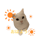 にゃあことちくわ2（個別スタンプ：2）