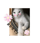 にゃあことちくわ2（個別スタンプ：10）