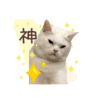 にゃあことちくわ2（個別スタンプ：12）