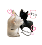 にゃあことちくわ2（個別スタンプ：13）