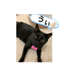にゃあことちくわ2（個別スタンプ：16）