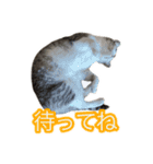 ぺぺさんの我慢所（個別スタンプ：3）