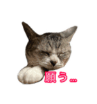 ぺぺさんの我慢所（個別スタンプ：8）