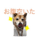 平蔵2（個別スタンプ：5）