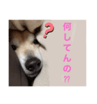平蔵2（個別スタンプ：6）