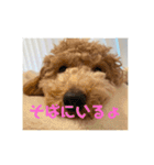トイプードルのあワールド（個別スタンプ：4）