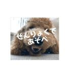 トイプードルのあワールド（個別スタンプ：5）