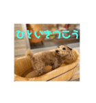 トイプードルのあワールド（個別スタンプ：6）
