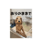 トイプードルのあワールド（個別スタンプ：8）